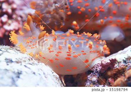 nudibranch clam underwater photo macro 35198794