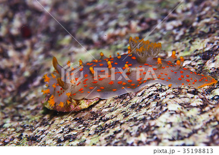 nudibranch clam underwater photo macro 35198813