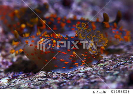 nudibranch clam underwater photo macro nudibranch clam underwater photo macro 35198833