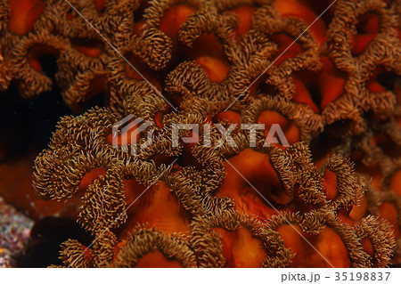 texture of the sea anemone macro tentacles corals texture of the sea anemone macro tentacles corals 35198837