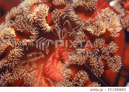 texture of the sea anemone macro tentacles corals 35198860