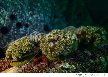 colony of sea anemones under water corals 35198923