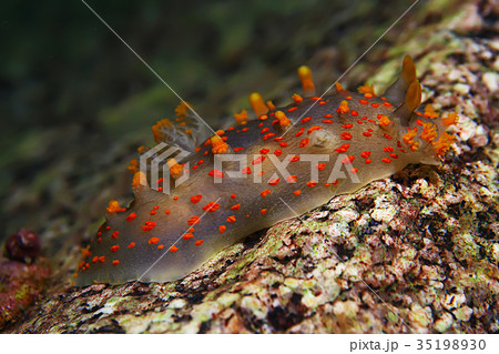 nudibranch clam underwater photo macro nudibranch clam underwater photo macro 35198930