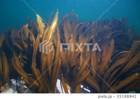 laminaria sea kale underwater photo ocean reef salt water 35198942