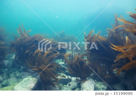 laminaria sea kale underwater photo ocean reef salt water 35199090