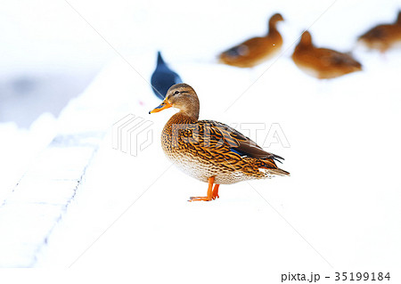 Ducks are walking by the stream Ducks are walking by the stream 35199184