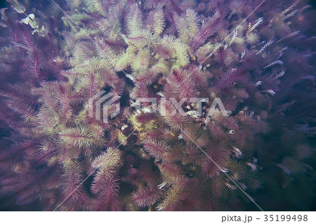 Alga underwater landscape world freshwater pond 35199498