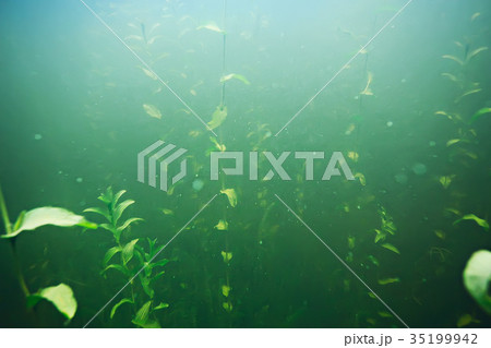 green grass underwater 35199942