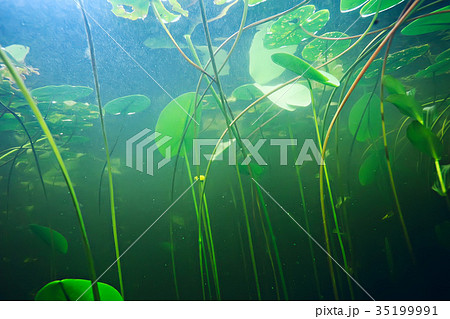 freshwater sponge 35199991