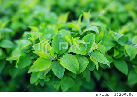 young green leaves spring background 35200086