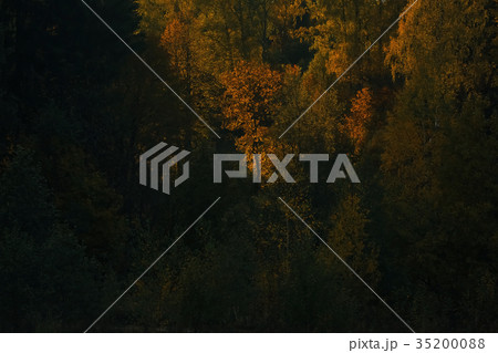 Autumn forest with multicolored foliage Autumn forest with multicolored foliage 35200088