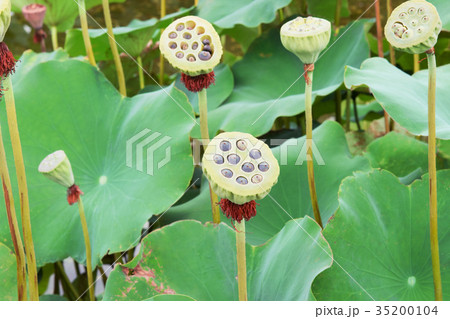 蓮の花の実 35200104