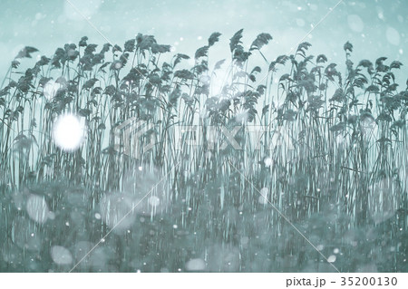 winter field dry gdass snow winter field dry gdass snow 35200130
