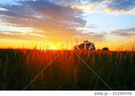 Grass in the field in the evening 35200449