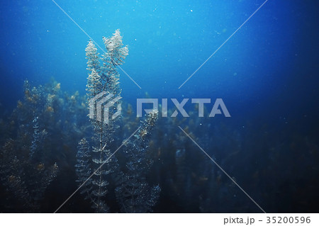 Seabed with algae and corals 35200596