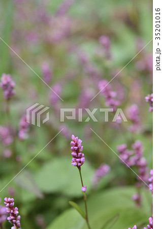 イヌタデ 35201016