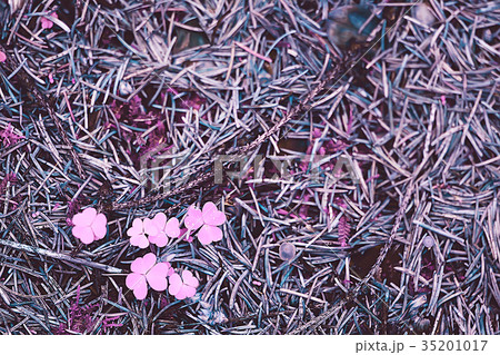 Wild flowers magic picture toning nature Wild flowers magic picture toning nature 35201017