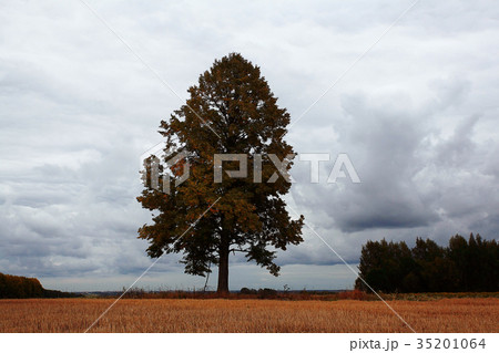 field tree clouds nature landscape field tree clouds nature landscape 35201064