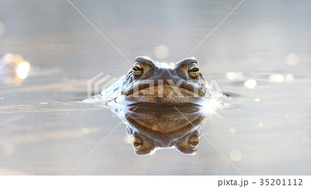 frog in water nature wildlife outdoor 35201112