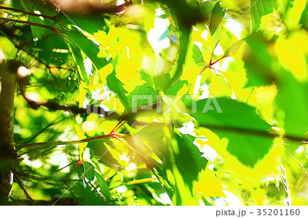 Flowers on a green meadow 35201160