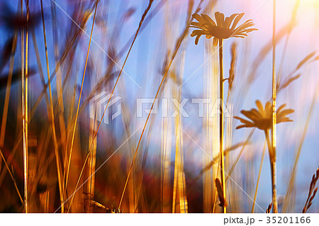 Flowers on a green meadow Flowers on a green meadow 35201166