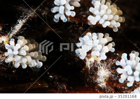 Coral mushroom on a tree Coral mushroom on a tree 35201168