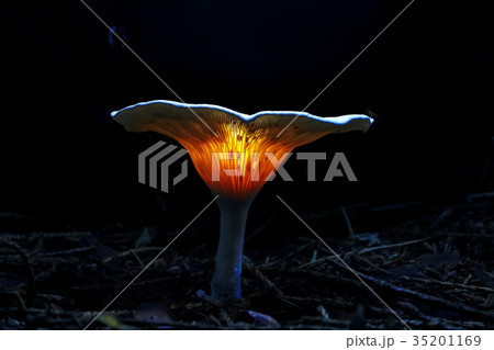Different mushrooms in the clearing 35201169