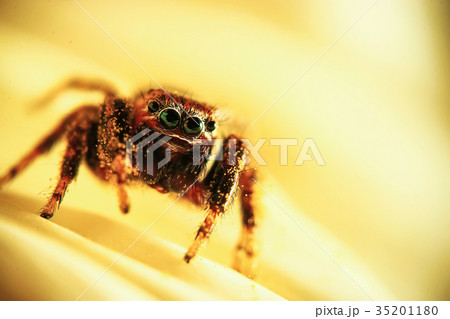 Large spider in the wild Large spider in the wild 35201180