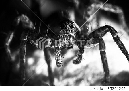 The big fluffy spider looks straight The big fluffy spider looks straight 35201202
