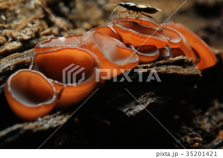 mushroom dark macro nature sarcoscypha coccinea mushroom dark macro nature sarcoscypha coccinea 35201421