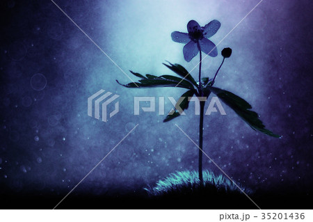 Wild flowers magic picture toning nature Wild flowers magic picture toning nature 35201436