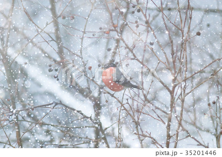 The bird is sitting on a branch 35201446