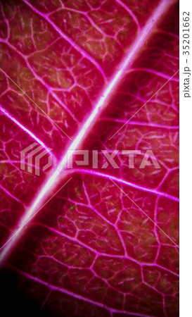 closeup of leafl surface covered by stomatal 35201662