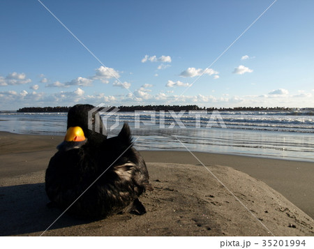 野生の鳥 35201994