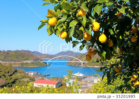 瀬戸内レモン 瀬戸内レモン 35201995