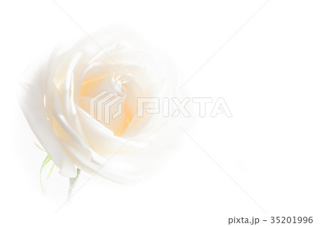 rose flowers close up on background. . rose flowers close up on background. . 35201996