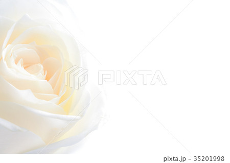 rose flowers close up on background . 35201998