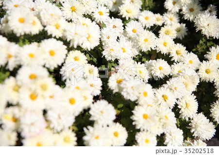 花 植物 ミツバチ 35202518