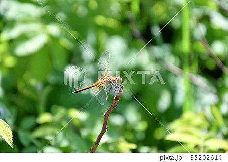 Dragonfly (LAT. Odonata) 35202614