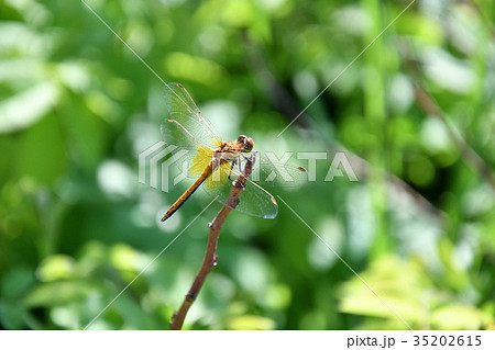 Dragonfly (LAT. Odonata) 35202615