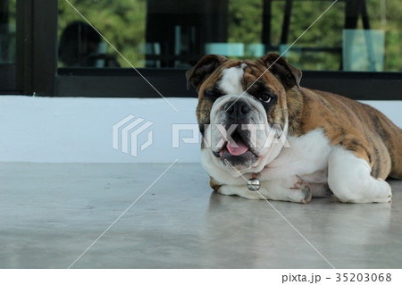 English Bulldog English Bulldog 35203068