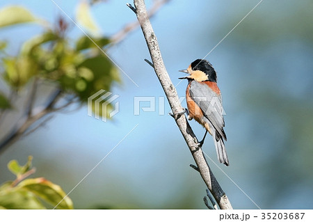 ヤマガラ 35203687