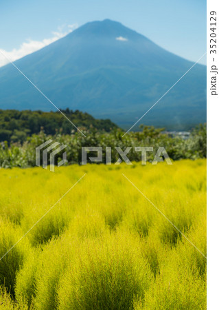 富士山　コキア 35204129