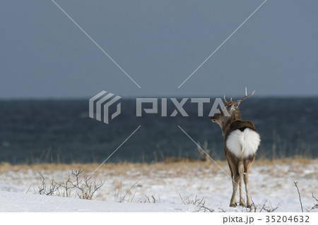 海岸のエゾ鹿 35204632