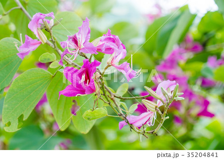 Closed up pink flower (Bauhinia purpurea  35204841