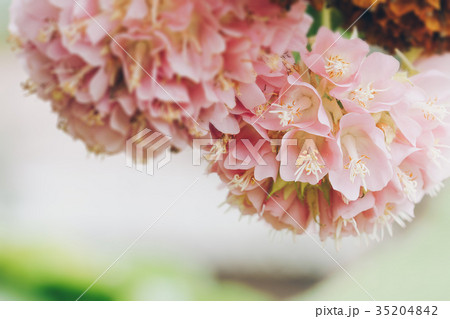 Dombeya wallichii or pink ball or pink ball tree. 35204842
