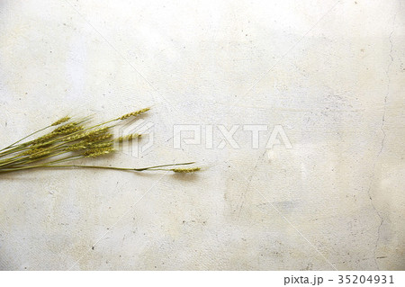 麦　小麦　ホップ 35204931