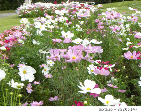 秋の花コスモスの白と桃色の花 35205147