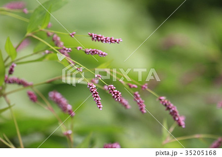 イヌタデの花 35205168