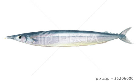 秋刀魚 サンマのイラスト素材 秋刀魚 サンマのイラスト素材